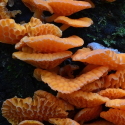 2017-03 New Zealand/Hunua/DSC_0216.JPG